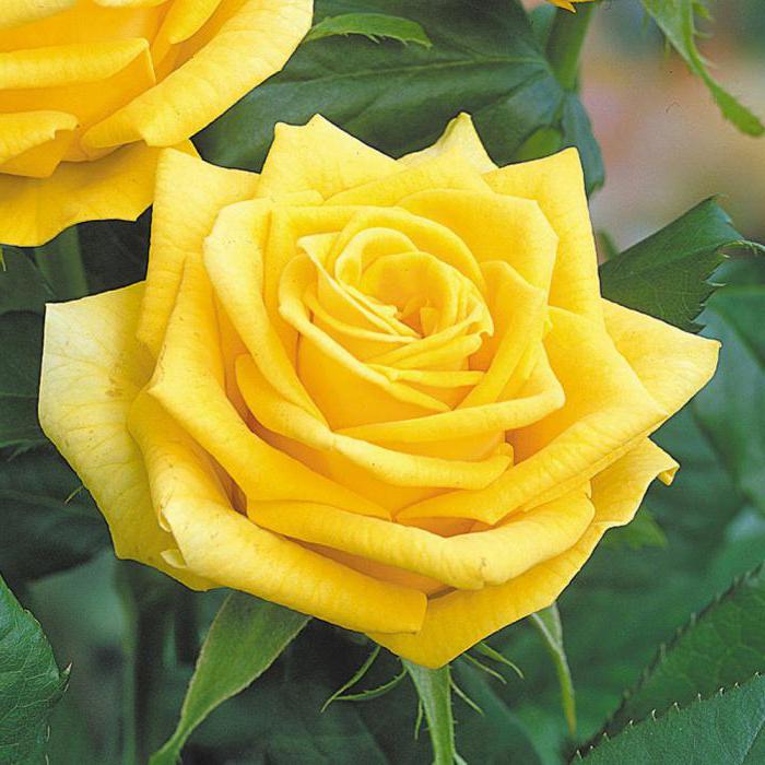 Rose hollandaise