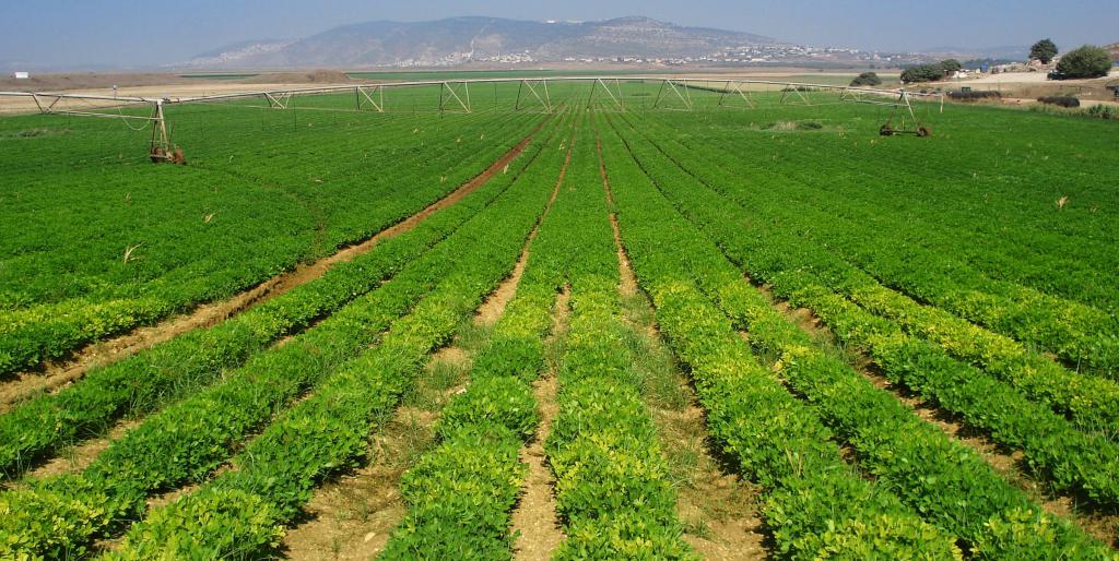 Mezőgazdasági földterület