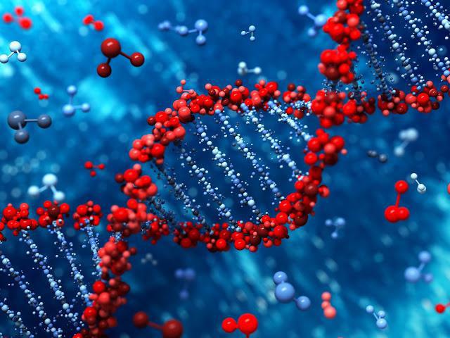 a DNS genetikai szerepének bizonyítéka