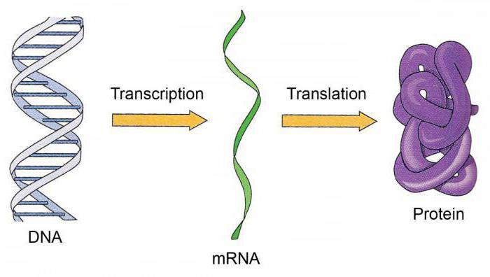 a DNS és az RNA genetikai szerepének bizonyítéka