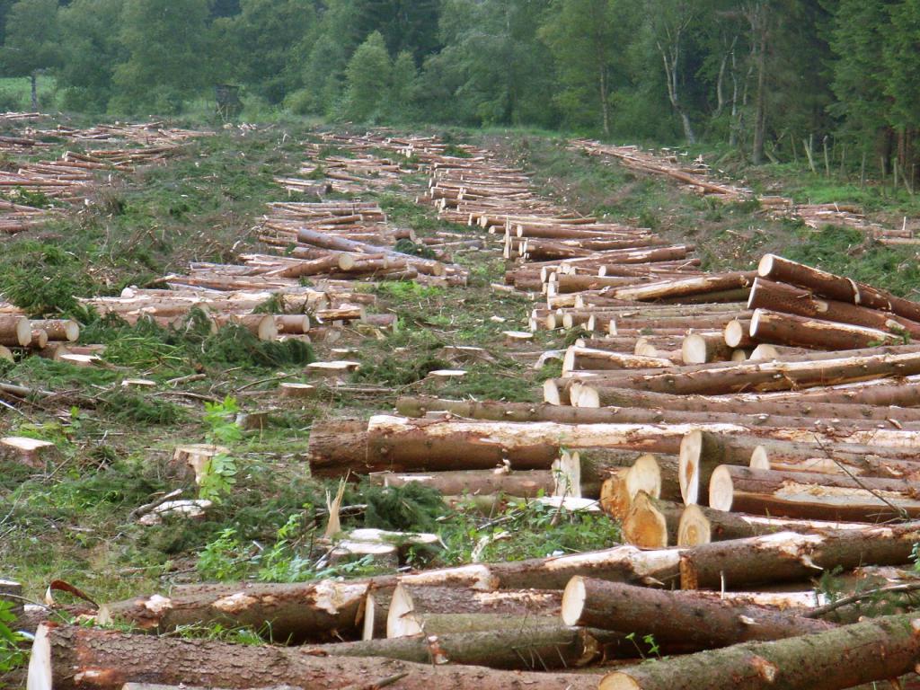 nelegální těžba dřeva