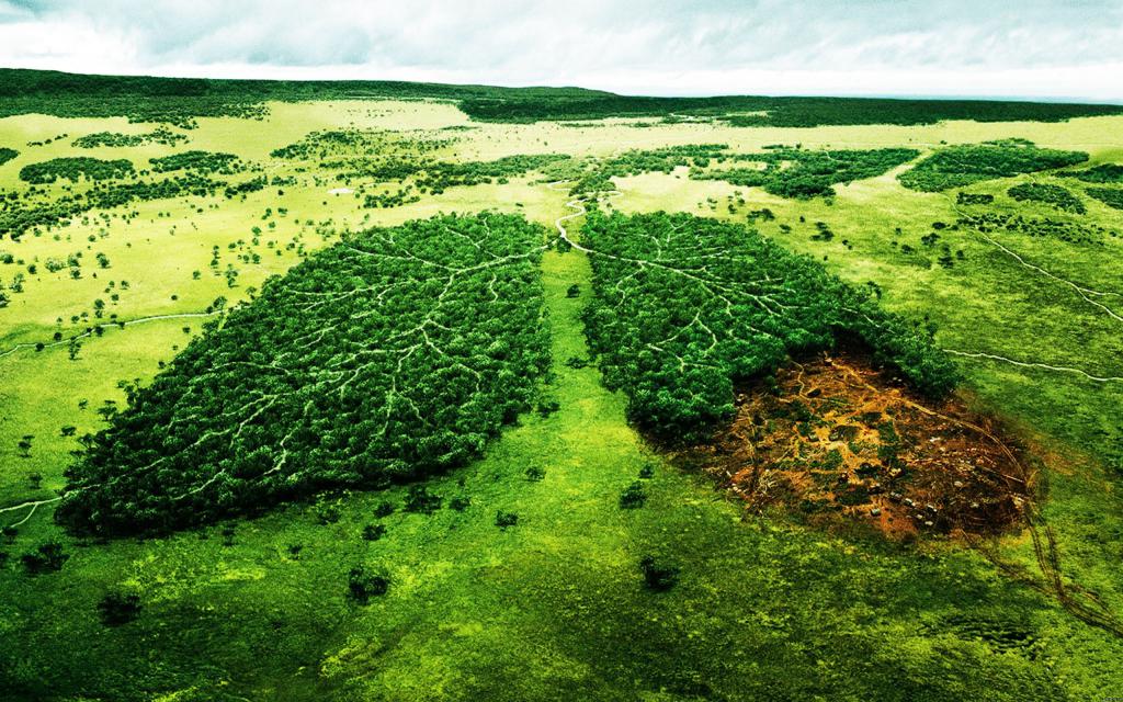 fakta om avskogning i Ryssland