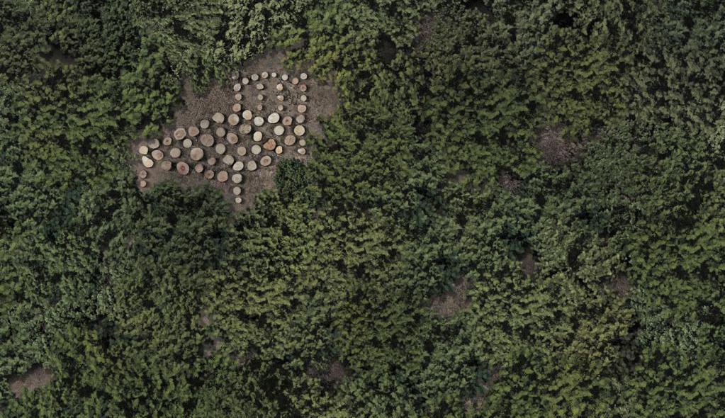erdőirtás