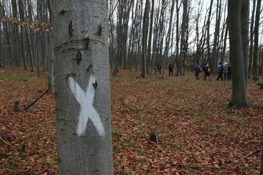 Problém odlesňování v Rusku