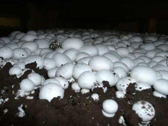 jak pěstovat houby doma