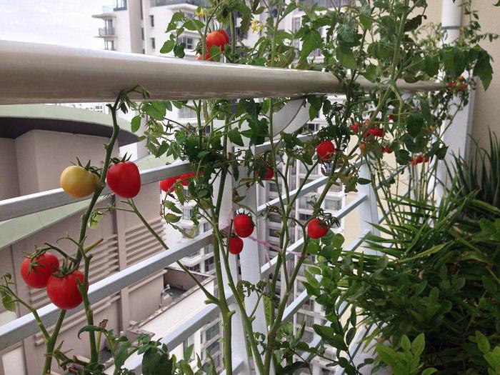 hogyan lehet paradicsomot termeszteni otthon az ablakpárkányon