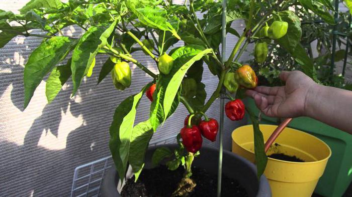 hur man odlar peppar hemma