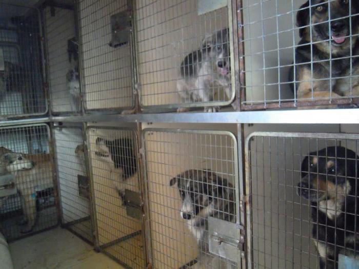 how to open an animal shelter with state support