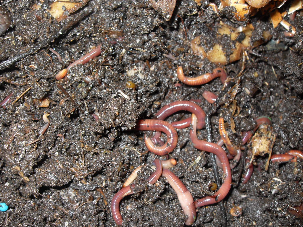 калифорнийски червеи