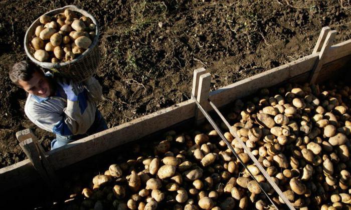 purchase of potatoes from the population in the Kursk region