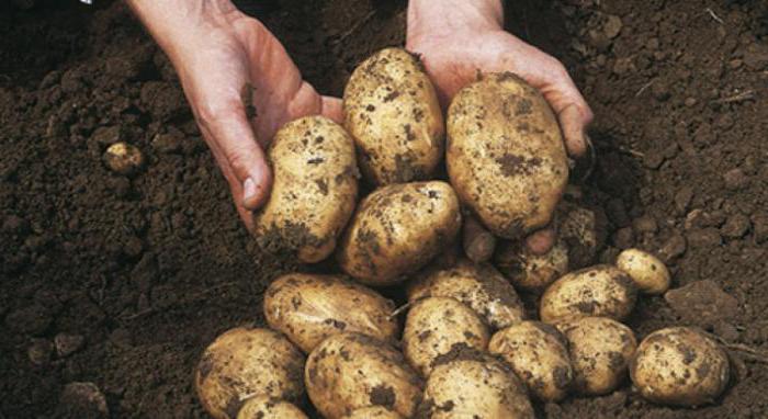 aankoop van aardappelen van de bevolking in Wit-Rusland