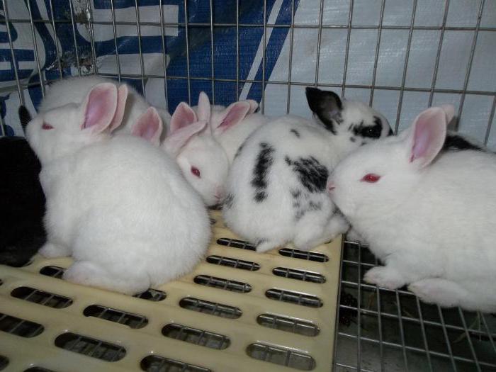 kaniner till salu
