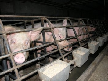 Pla de negoci de granges de porcs