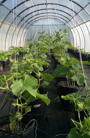 growing cucumbers as a business