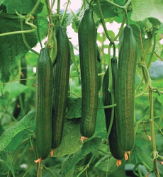 growing chinese cucumbers