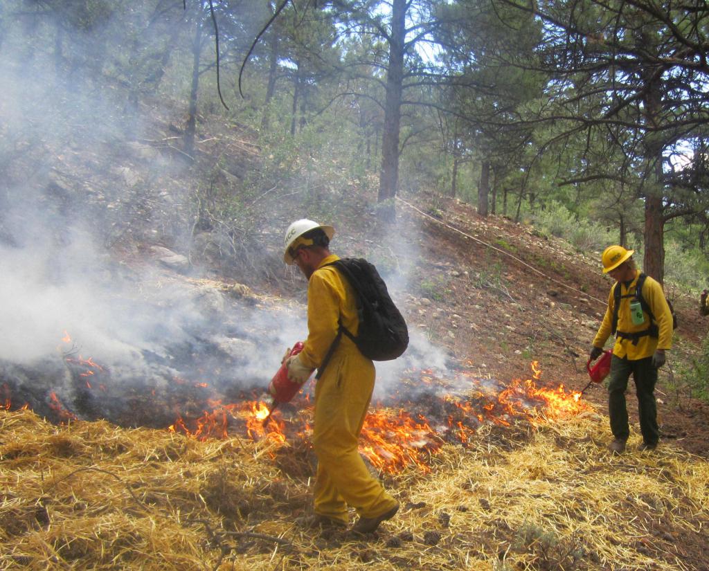 forest protection