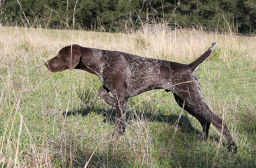 Types and methods of hunting