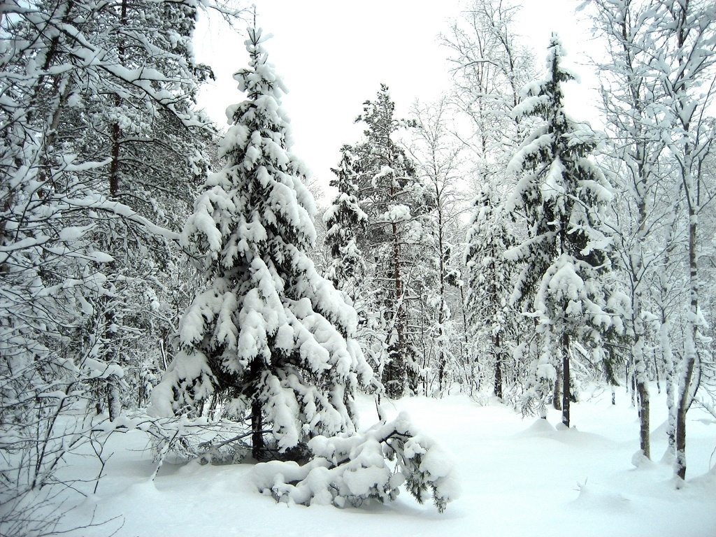 Paesaggio invernale