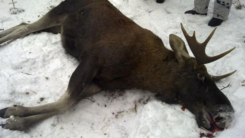 penalty for downed moose on the road