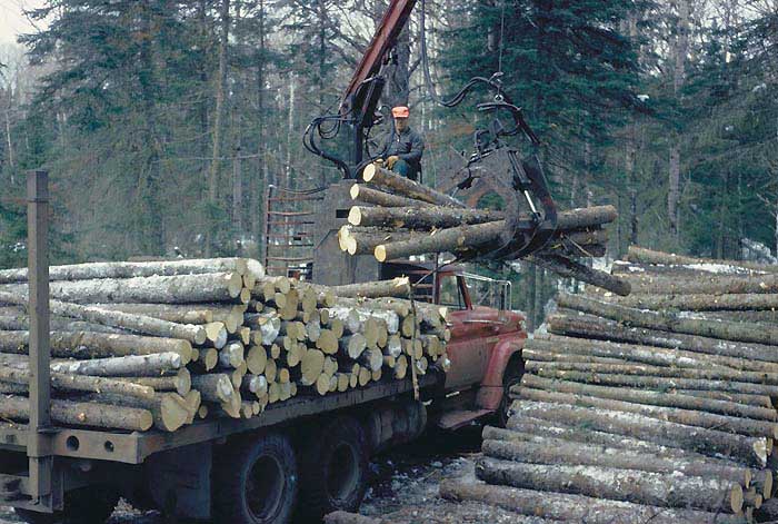 dělníci načítají dřevo