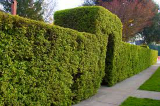 Hedge