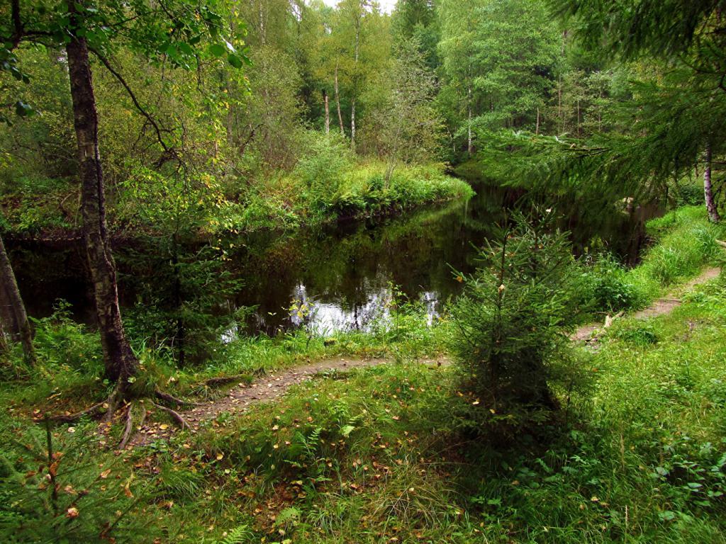 Flod i skogen