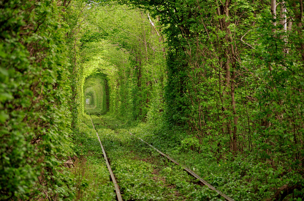 Spoorwegtunnel van levende bosbomen