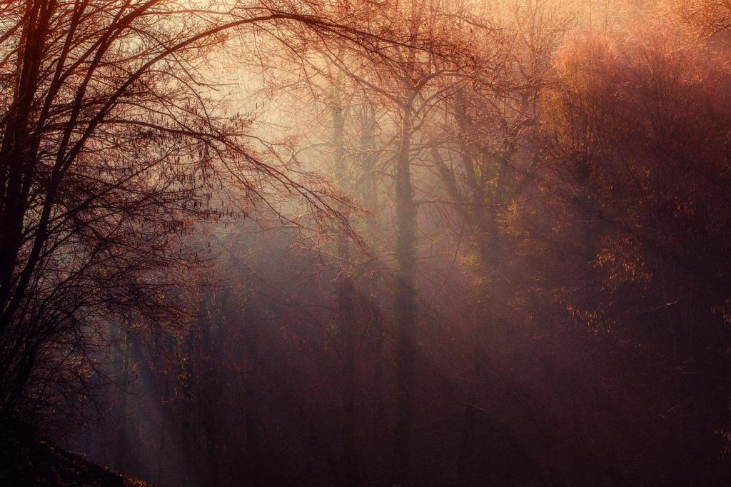 Skog - en källa till sinnesfrid och skönhet
