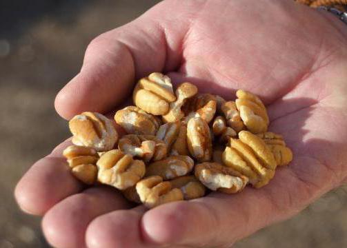 pěstování ořechů ve středním pruhu
