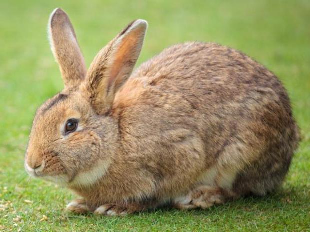 Ist es rentabel, Kaninchen zu züchten?
