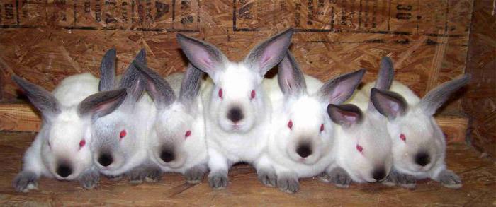 rassen van konijnen voor het fokken van vlees