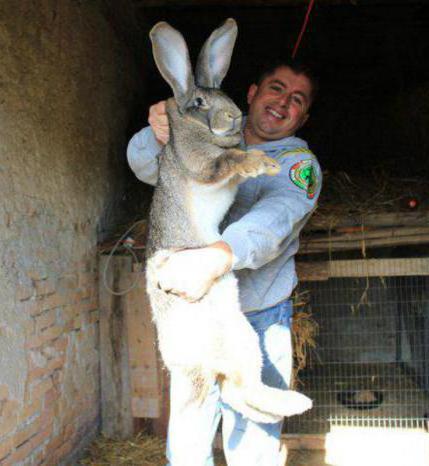 metoder för avel av kanin