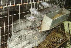 élevage de lapins dans les volières