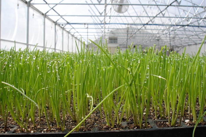  how to grow green onions