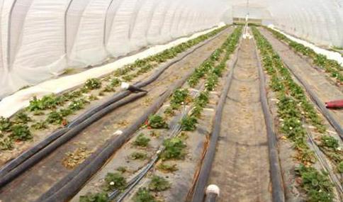 Technologie pro průmyslové pěstování jahod