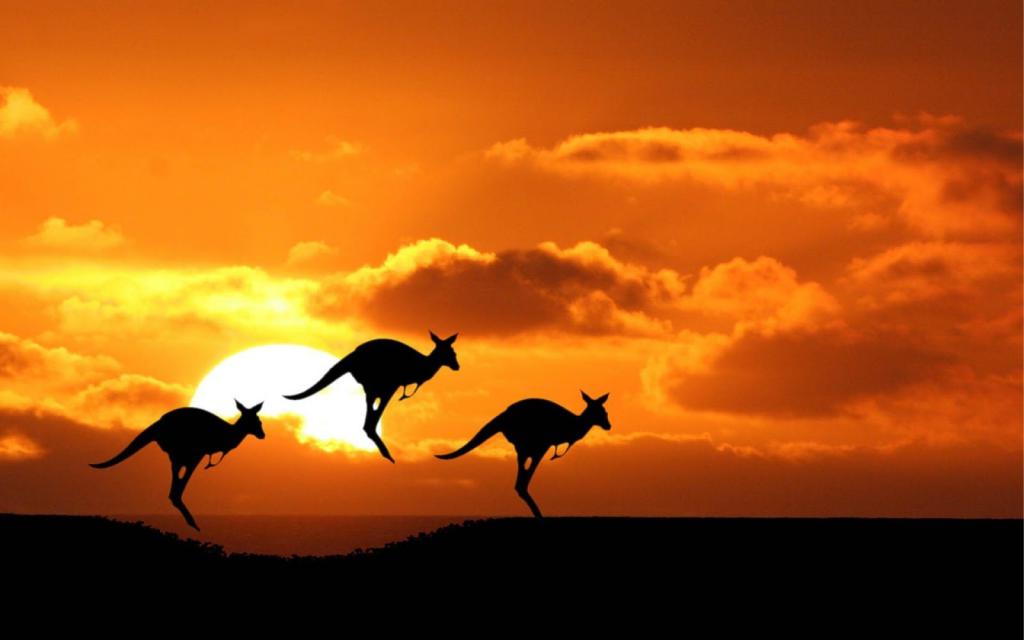 Kangaroo - Australien landmärke