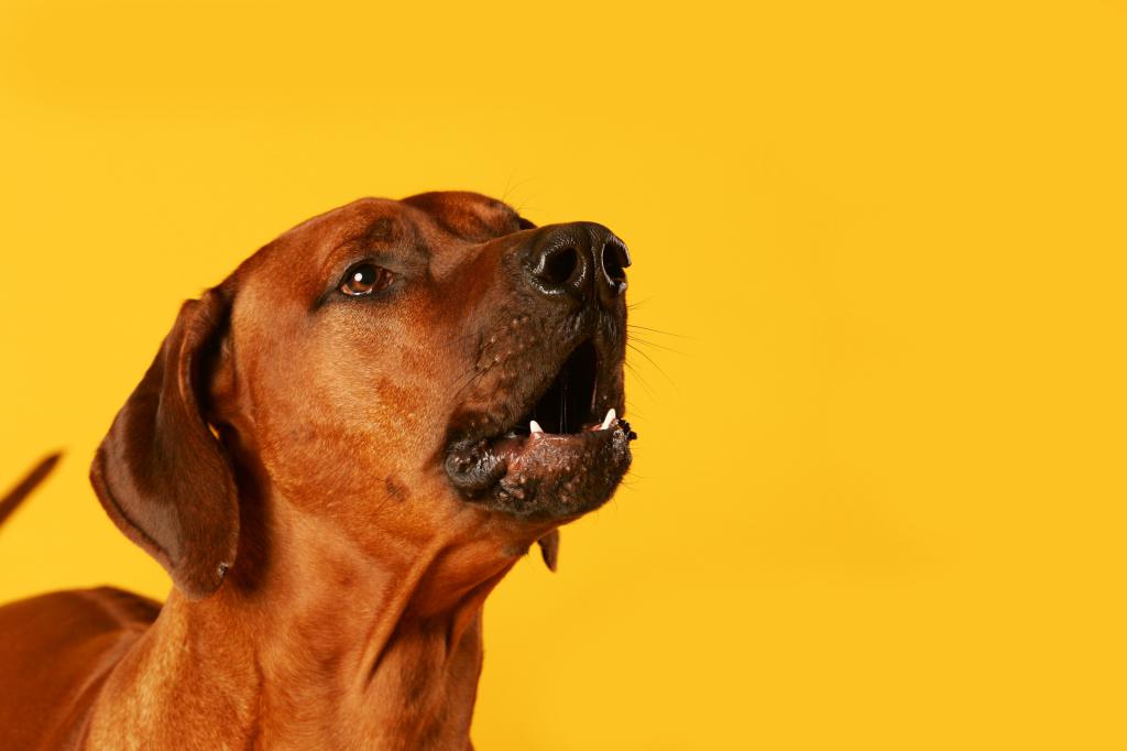 Hund på en gul bakgrund