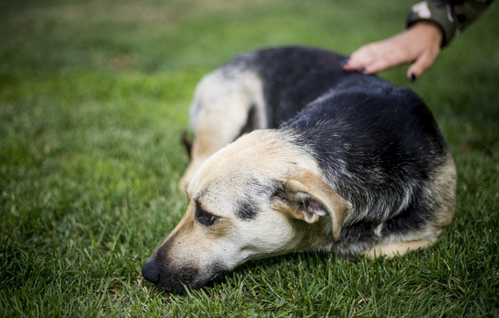 Pes na trávě