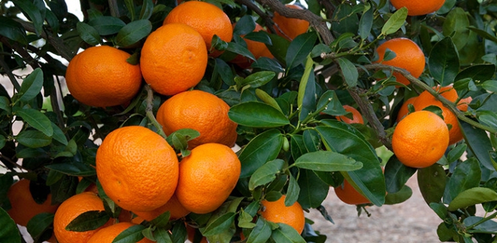 Vyberanie citrusov v španielskej práci