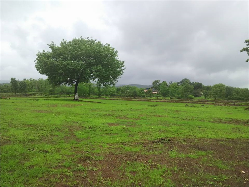 Plot area